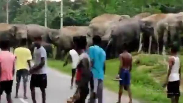 யானைகள் அச்சம்