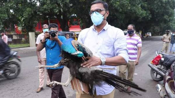 மனைவியுடன் பைக் பயணம்.. பறந்து மார்பில் மோதிய மயில்.. புதுமாப்பிள்ளை பலி.. சோகத்தில் திருச்சூர்! 