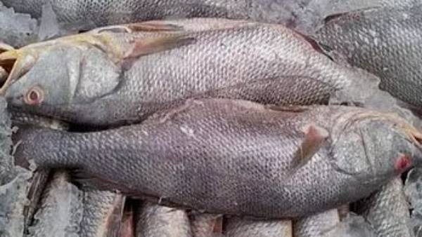 மீன்கள் எப்படி