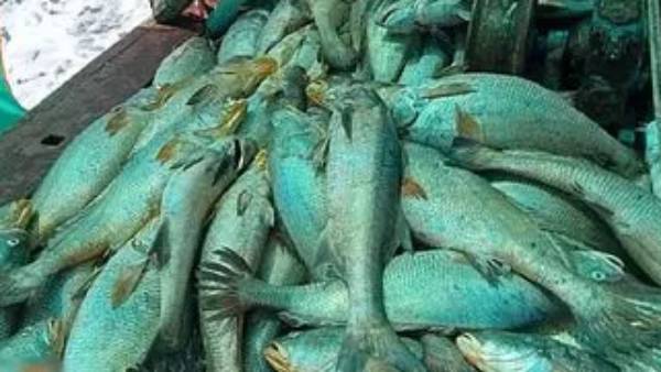 ஆஸ்திரேலியாவில் 22 ஆண்டுகளுக்குப் பின் மீண்டும் காணப்பட்ட அரிய 'நடக்கும் மீன்'