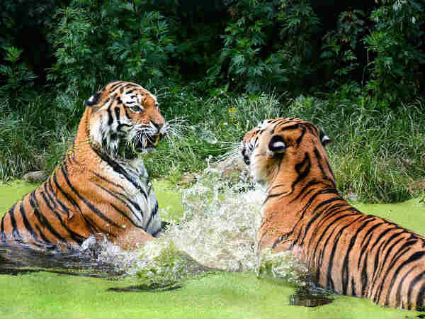 காரணம்?