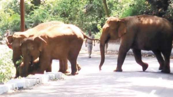 பூங்காவில் யானை அட்டகாசம்