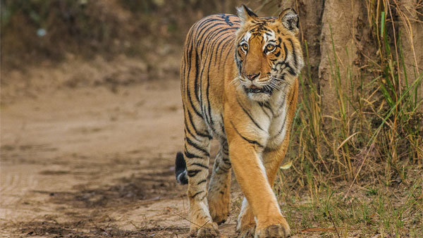 புலியின் உயிர்
