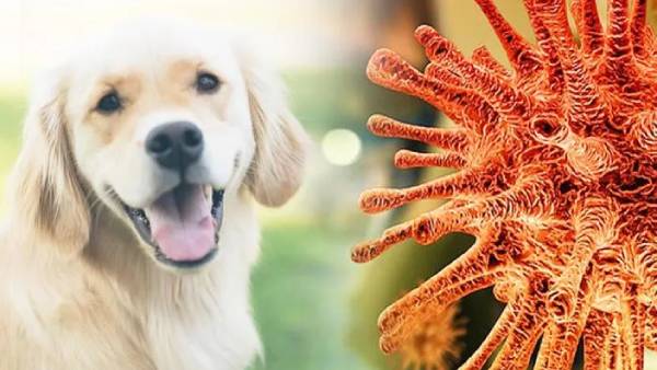 Covid variant Alpha found in pets says study Covid variant Alpha found in pets says study
