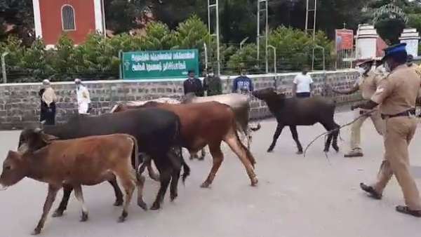 சாலைகளில் சுற்றித்திரியும் கால்நடைகள்