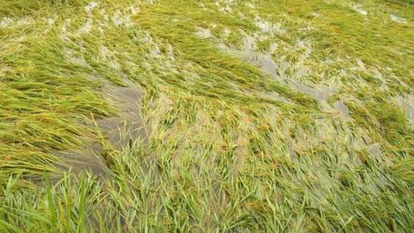 வெளுத்து வாங்கும் மழை...வெள்ளத்தில் மூழ்கிய விளைநிலங்கள் - கண்ணீரில் டெல்டா விவசாயிகள் 