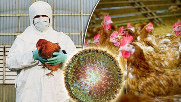 பயமுறுத்தும் பறவை காய்ச்சல்.. கேரளாவில் இருந்து நீலகிரிக்கு கோழிகள் கொண்டுவர தடை.. தீவிரத்தில் குமரி