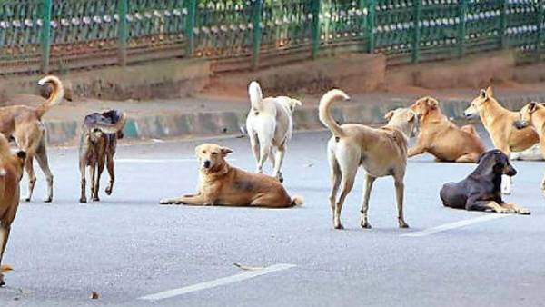 TamilNadu Veterinary Dept told Madras High Court that 57 dogs have died at the Chennai IIT TamilNadu Veterinary Dept told Madras High Court that 57 dogs have died at the Chennai IIT