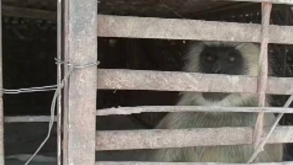 குரங்குகள் செய்த அடாவடி.. 250 நாய்களை.. தேடித்தேடி.. சினிமாவில் கூட இப்படி எல்லாம் நடந்தது இல்லையே! 