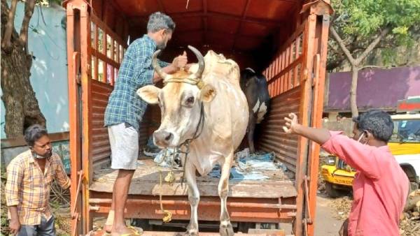 பசுக்கள் படுகொலை தடுப்பு சட்டம்