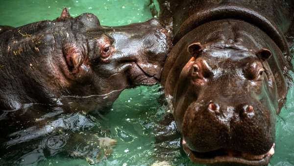 பெல்ஜியம் உயிரியல் பூங்காவில் இரு நீர் யானைகளுக்கு கொரோனா! 