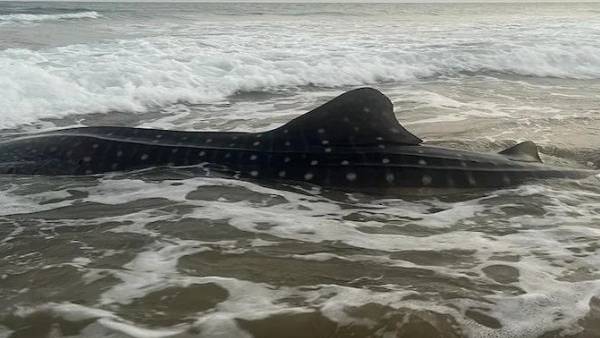 உலகிலேயே பெரியது.. வலையில் சிக்கிய ராட்சச திமிங்கலம்.. மீனவர் அடுத்து எடுத்த உருக்கமான முடிவு 