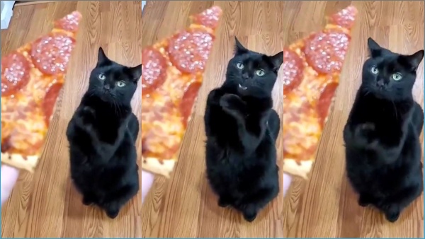 இரு கைகளை நீட்டி.. நாக்கை துழவி.. பீட்சா கேட்கும் வேட்ஸ்வொர்த்! செம பிரில்லியண்ட்.. கலக்கல் வீடியோ! 