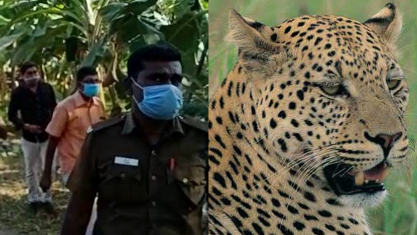 அவிநாசி டூ திருப்பூர் பனியன் கம்பெனி.. இருவரை கடித்த சிறுத்தை.. டிமிக்கி கொடுத்து தப்பியதால் அச்சம்! 