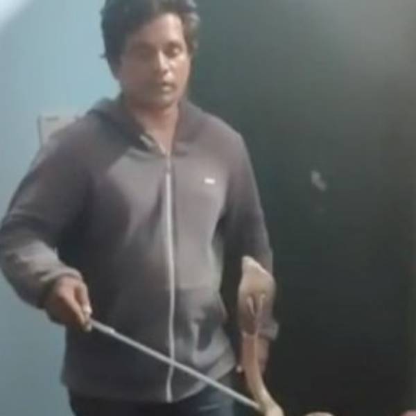 நல்ல பாம்பு