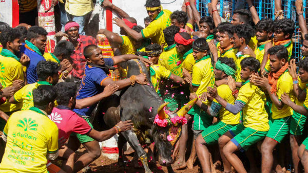 காளைகளை பாதுகாக்கிறோம் என்ற பெயரில்..