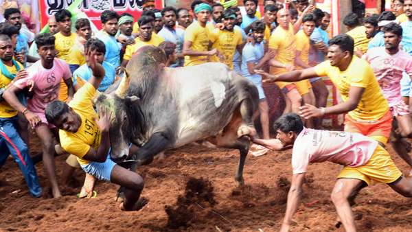 ஜல்லிக்கட்டு
