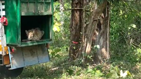 சிறுத்தை சிக்கியது