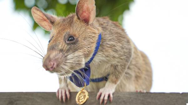 ''ரியல் ஹீரோ ஓய்வெடுக்கிறது!'' - கண்ணி வெடிகளை  மோப்ப சக்தியாலே கண்டுபிடித்து விருது பெற்ற எலி மரணம்