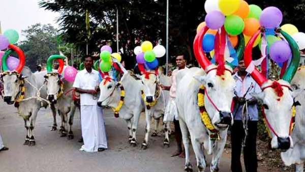Pongal festival in Tamilnadu and the second day celebrations Mattu pongal Pongal festival in Tamilnadu and the second day celebrations Mattu pongal