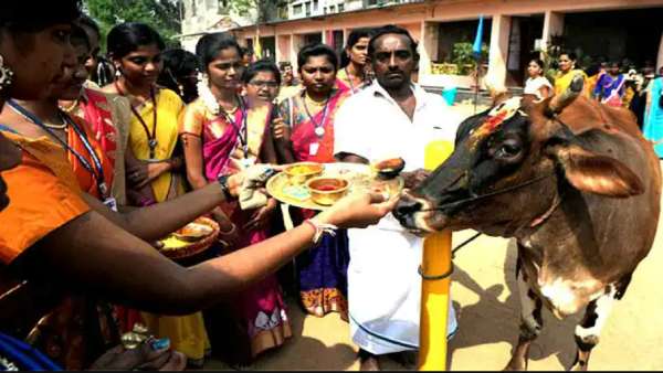 Pongal festival in Tamilnadu and the second day celebrations Mattu pongal Pongal festival in Tamilnadu and the second day celebrations Mattu pongal