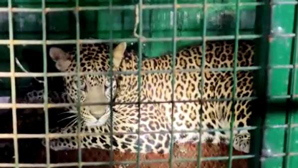 5 நாட்களாகப் போக்குகாட்டிய சிறுத்தை