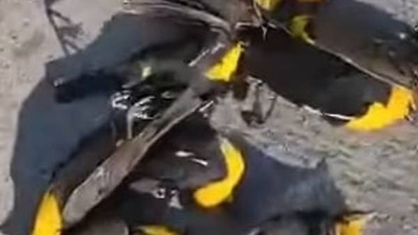 சாதாரண நிகழ்வு