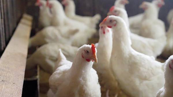 அடுத்த சிக்கல்! மகாராஷ்டிராவில் செத்து மடியும் கோழிகள்.. பறவை காய்ச்சலால் 25,000 கோழிகள் அழிப்பு