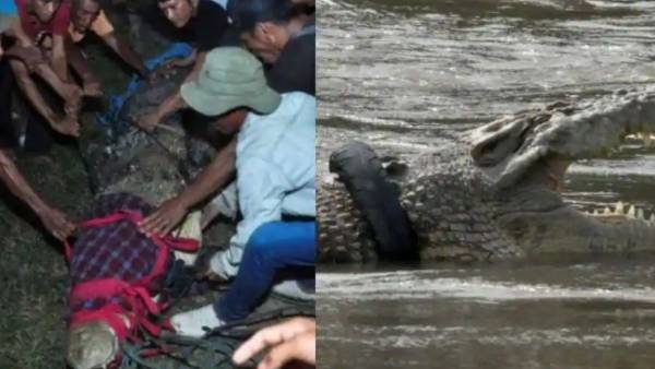 “Air mata” yang diukir buaya selama 5 tahun.. pemuda yang berjuang 3 minggu dan membantu.. lelaki itu masih ada!  |  Buaya terbebas dari benturan leher ban setelah 5 tahun