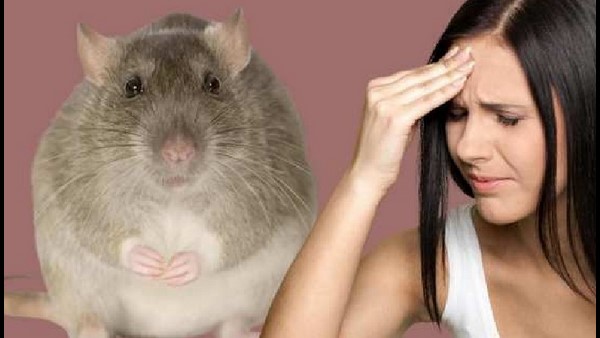 Lassa Fever: ஆரம்பத்திலேயே கண்டுபிடிச்சா பிரச்னை இல்லை.. முற்றிவிட்டால் மரணம் நிச்சயம்! ஹூ வார்னிங் 