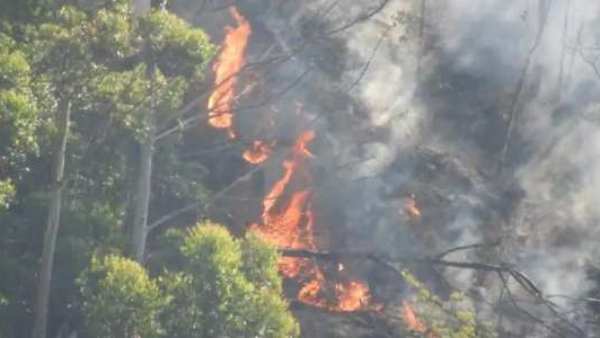 கொடைக்கானலில் பெரும் காட்டுத்தீ! ஆயிரக்கணக்கான மரம், மூலிகைகள் நாசம்! விலங்குகள் வெளியேறும் அபாயம்! 