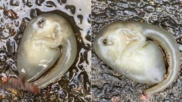 Alien ஆஸ்திரேலியாவில் ஏலியனா?.. ஒற்றைக் கண், நீண்ட கையுடன் வித்தியாசமான உயிரினம்.. என்னவா இருக்கும்? 