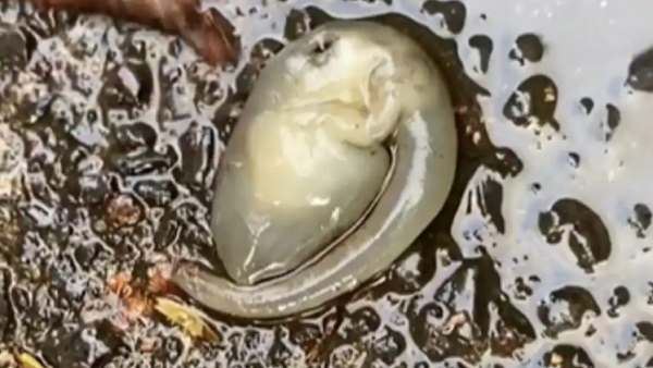 வித்தியாசமான உயிரினம்