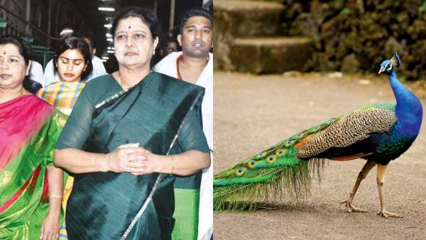 பழம் சாப்பிட்ட மயில்! சசிகலாவின் திருச்செந்தூர் செண்டிமென்ட்! ஓ.பி.எஸ். தம்பியின் பயண ரூட் பின்னணி! 