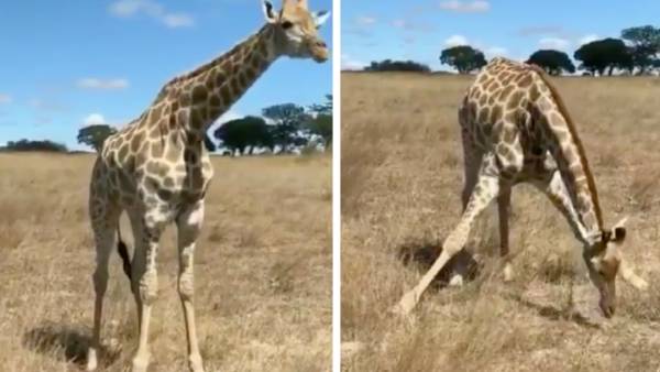 ஸ்டேன்டட்டீஸ்- அட்டேன்ஷென்.. குனிந்து நிமிர்ந்து இந்த ஒட்டச்சிவிங்கி செய்வதை பாருங்க! வீடியோ 