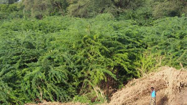 சீமை கருவேல மரங்களை வெட்ட தடை