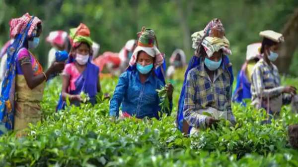 இலங்கை பொருளாதார நெருக்கடி! தேயிலை ஏற்றுமதியில் இந்தியாவுக்கு அதிர்ஷ்டம்! நிபுணர்கள் கூறுவது என்ன! 