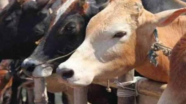 பசுக்காப்பகங்கள்