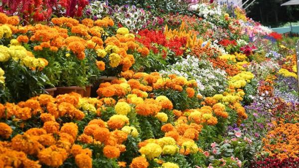 ரோஜா கண்காட்சி துவக்கம்
