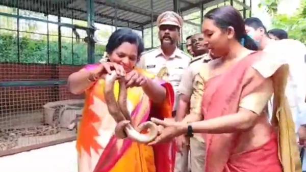 ராட்சச பாம்பு