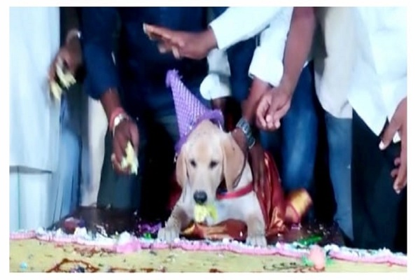 நாய்