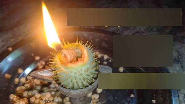 பணவறட்சியை நீக்கும் ஊமத்தங்காய்
