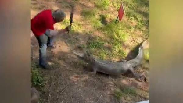  ஆவேசமாக பாய்ந்து வந்த முதலை.. அசால்ட்டாக தோசைக்கல்லை கொண்டு அடித்து விரட்டிய முதியவர்.. வீடியோ!