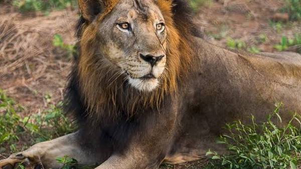 Male Lion Named Mani is died in Vandalur Zoo due to Old Age Male Lion Named Mani is died in Vandalur Zoo due to Old Age