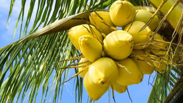 கட்டுப்படியாகவில்லை