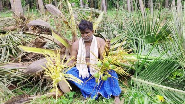 பிள்ளை போல வளர்த்த தென்னைகள்