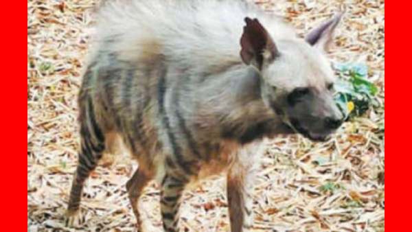 அசைவே இல்லை.. சுத்த மோசம்.. நடக்கக்கூட முடியாமல் சுருண்டு விழுந்த “வெங்கட்”.. வண்டலூரில் என்னாச்சு? 