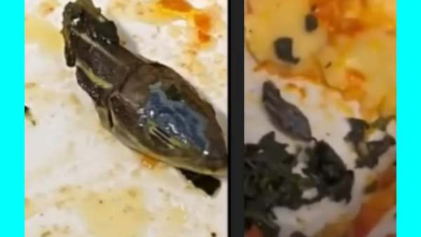 குழம்பில் “முழு பாம்பு தலை”.. நடுவானில் அலறிய பயணி.. மாறி மாறி மறுக்கும் கம்பெனிகள்.. நடந்தது என்ன?