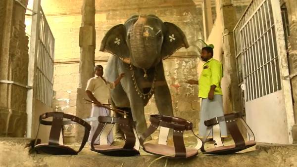 கம்பீரமாக வலம் வரும் காந்திமதி