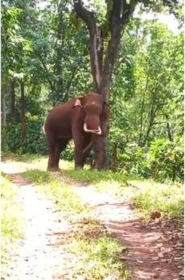 அடிக்கடி வரும் யானைகள்